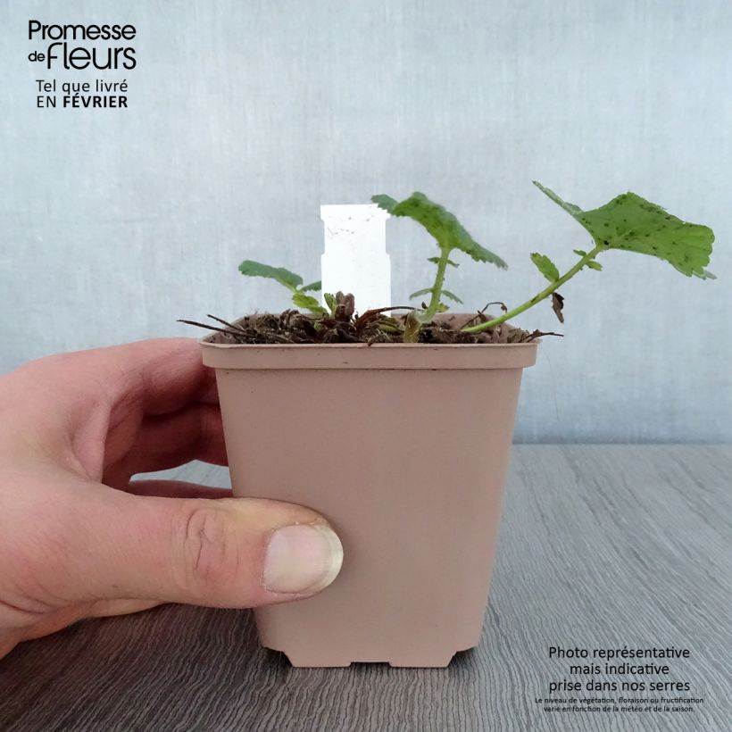 Amostra de Benoîte des rives Album Vaso de 8/9 cm tal como entregue no inverno