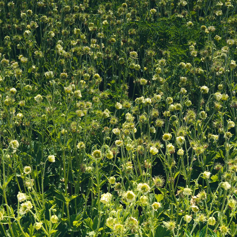 Geum rivale Album (Hábito)