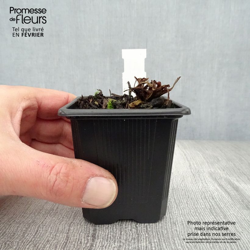 Amostra de Benoîte des rives Coppertone Vaso de 8/9 cm tal como entregue no inverno