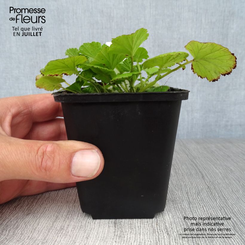 Amostra de Geum rivale Vaso de 8/9 cm tal como entregue no verão