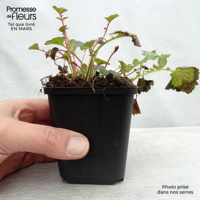 Amostra de Geum rivale Vaso de 8/9 cm tal como entregue no inverno