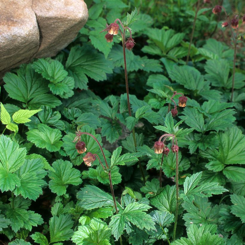 Geum rivale (Hábito)