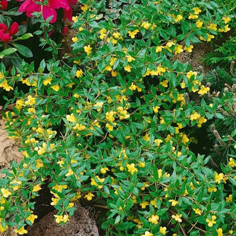 Berberis × hybrido (Floração)