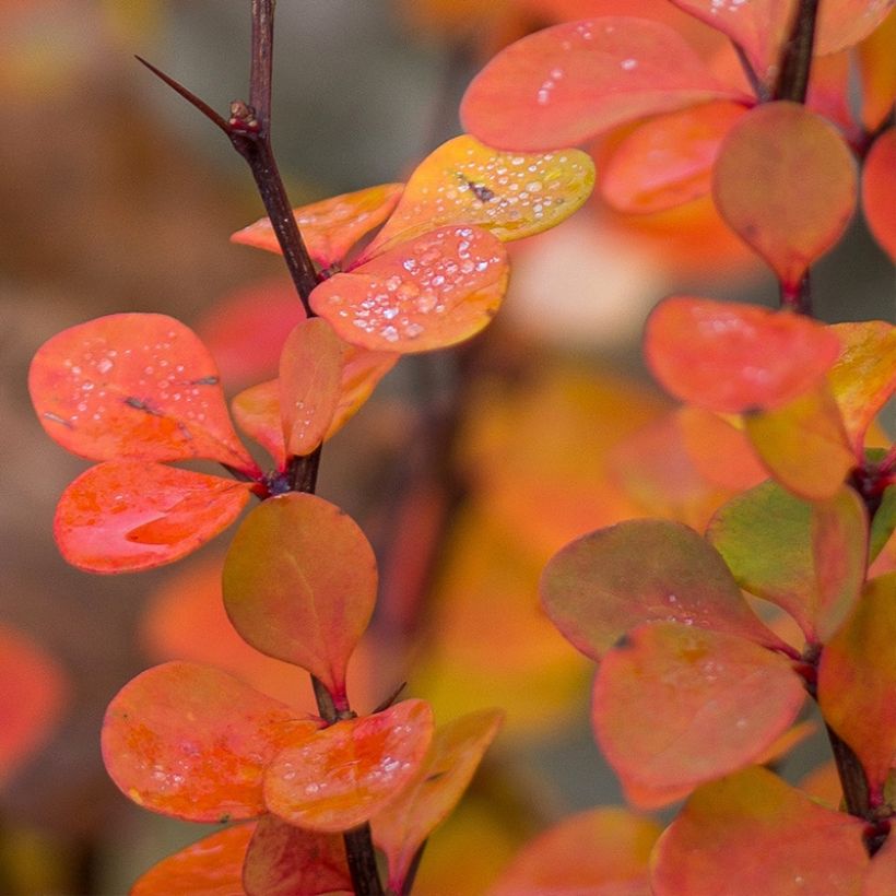 Berberis × thunbergii Orange Ice (Folhagem)