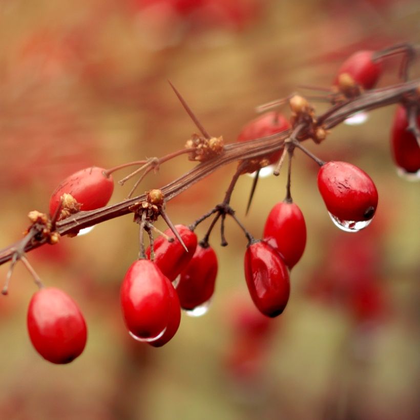 Berberis × thunbergii Orange Ice (Colheita)