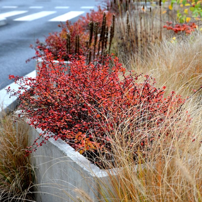 Berberis × thunbergii Orange Ice (Hábito)