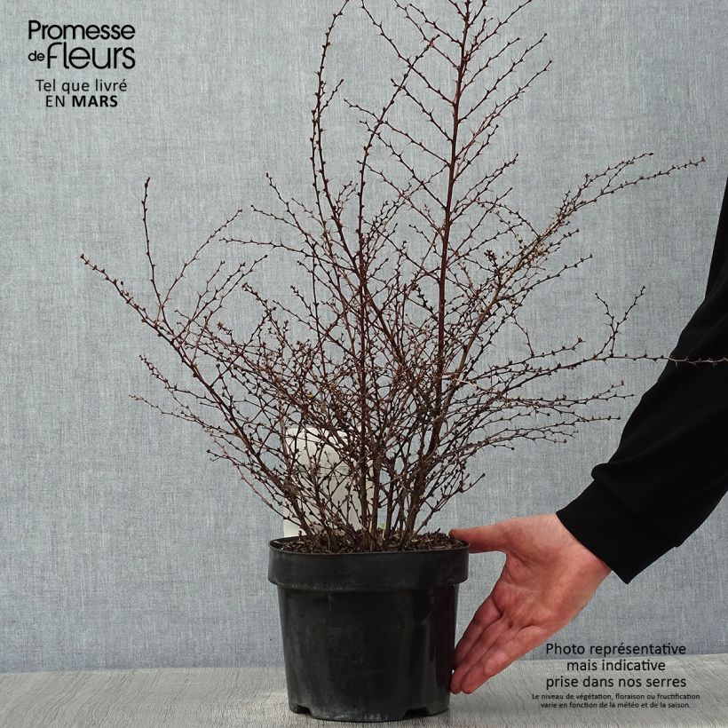 Amostra de Berberis thunbergii Golden Dream - Épine-vinette Vaso de 2 L/3 L tal como entregue no inverno