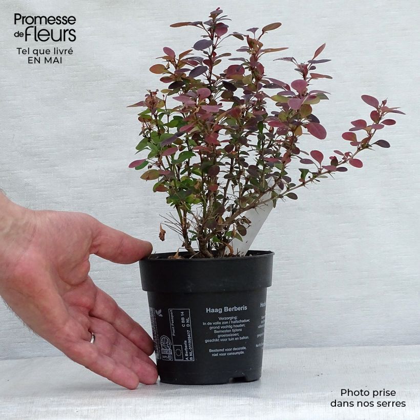 Amostra de Berberis thunbergii Atropurpurea Vaso de 8/9 cm tal como entregue na primavera
