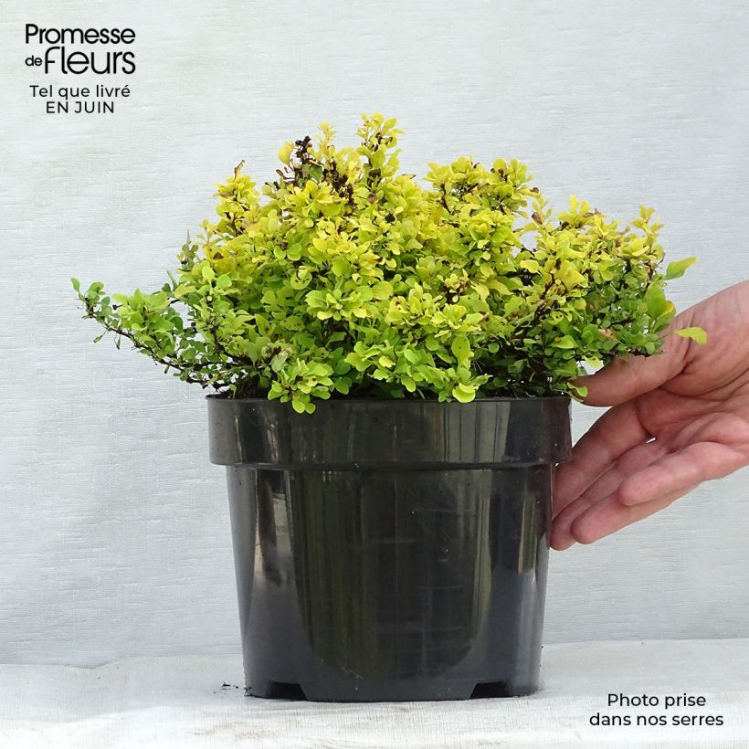 Amostra de Berberis thunbergii Tiny Gold Vaso de 2 L/3 L tal como entregue no verão