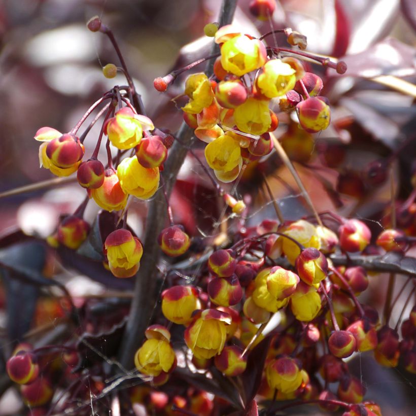 Berberis Thunderbolt (Floração)