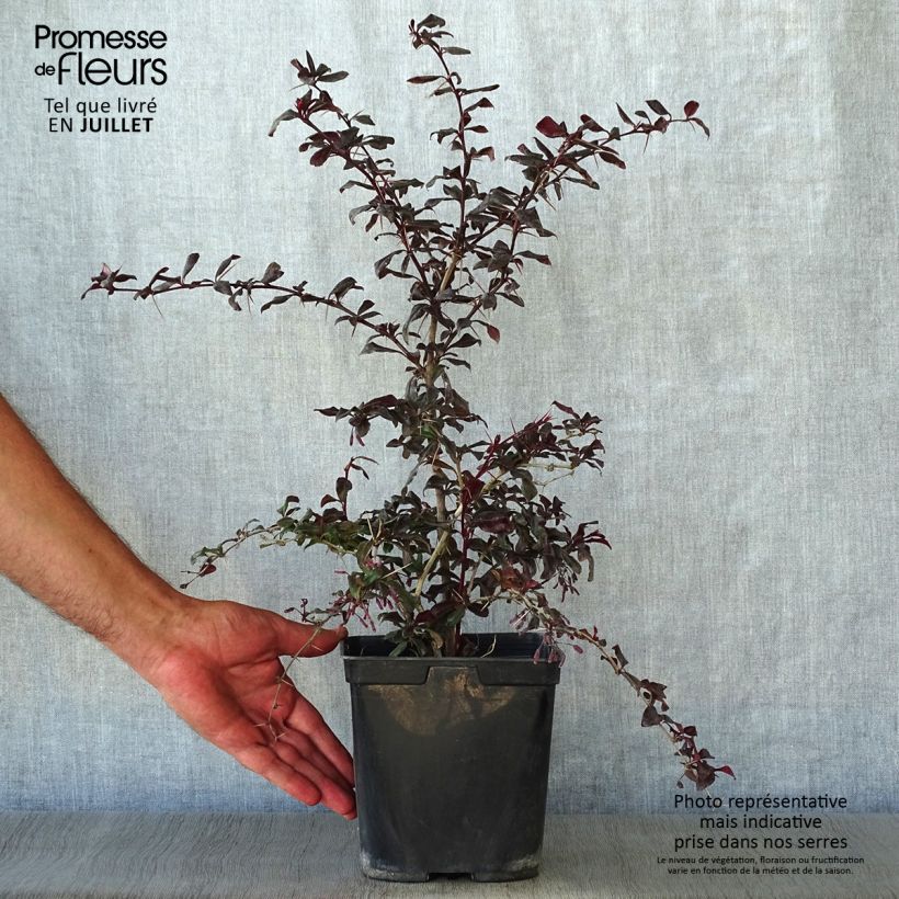 Amostra de Berberis Thunderbolt Vaso de 2 L/3 L tal como entregue no verão