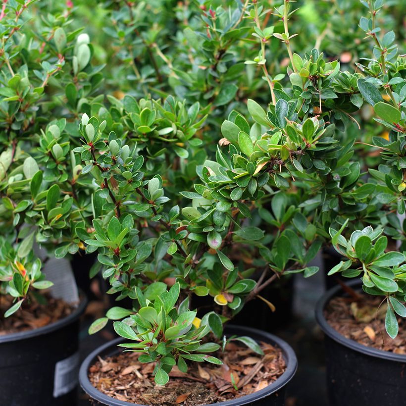 Berberis buxifolia Nana (Hábito)