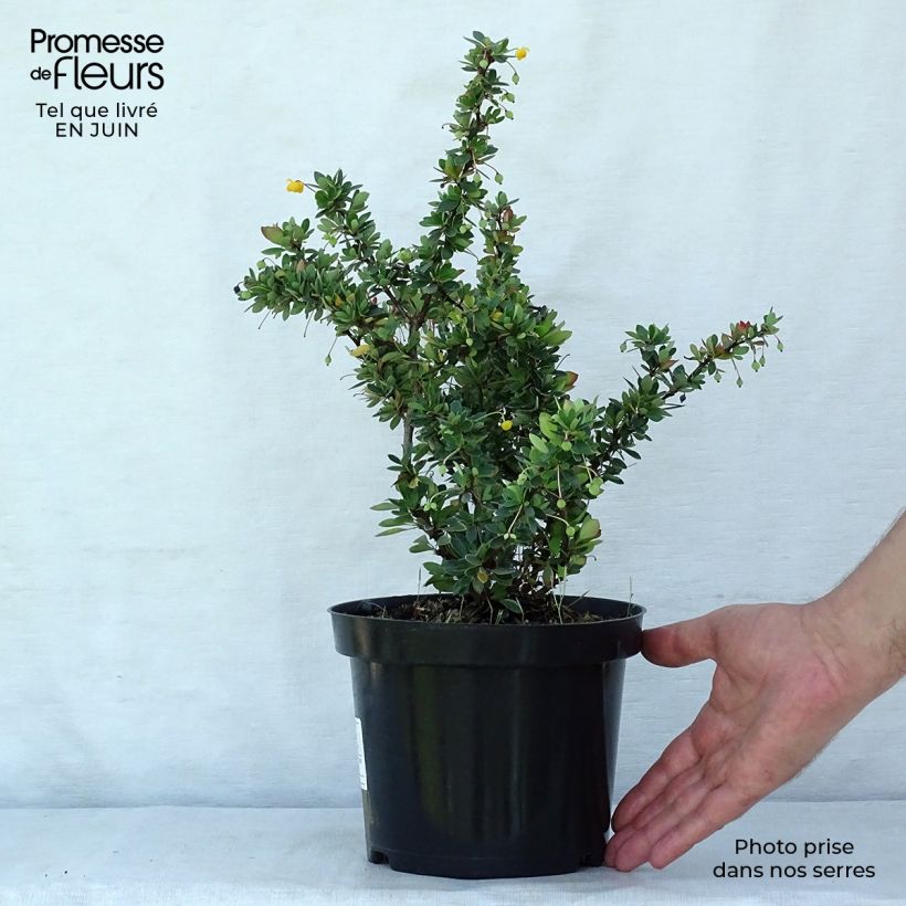 Amostra de Berberis buxifolia Nana Vaso de 3 L/4 L tal como entregue no verão