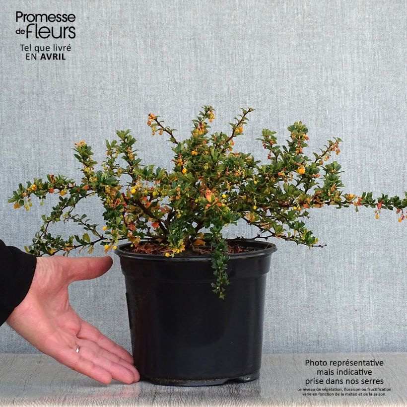 Amostra de Berberis darwinii Compacta Vaso de 3 L/4 L tal como entregue na primavera