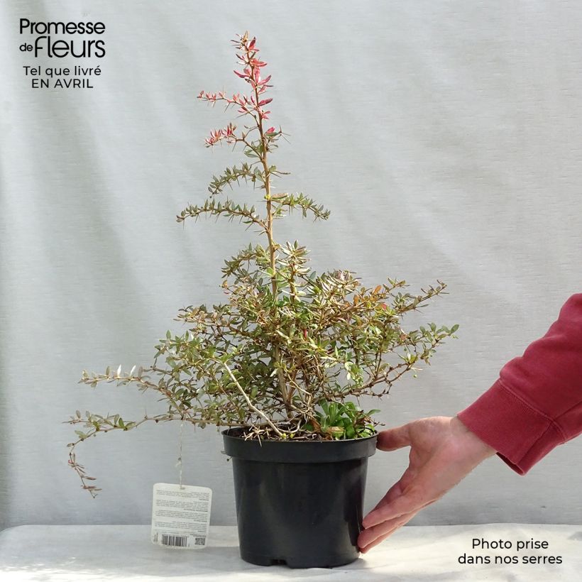 Amostra de Berberis × frikartii Amstelveen Vaso de 2 L/3 L tal como entregue na primavera