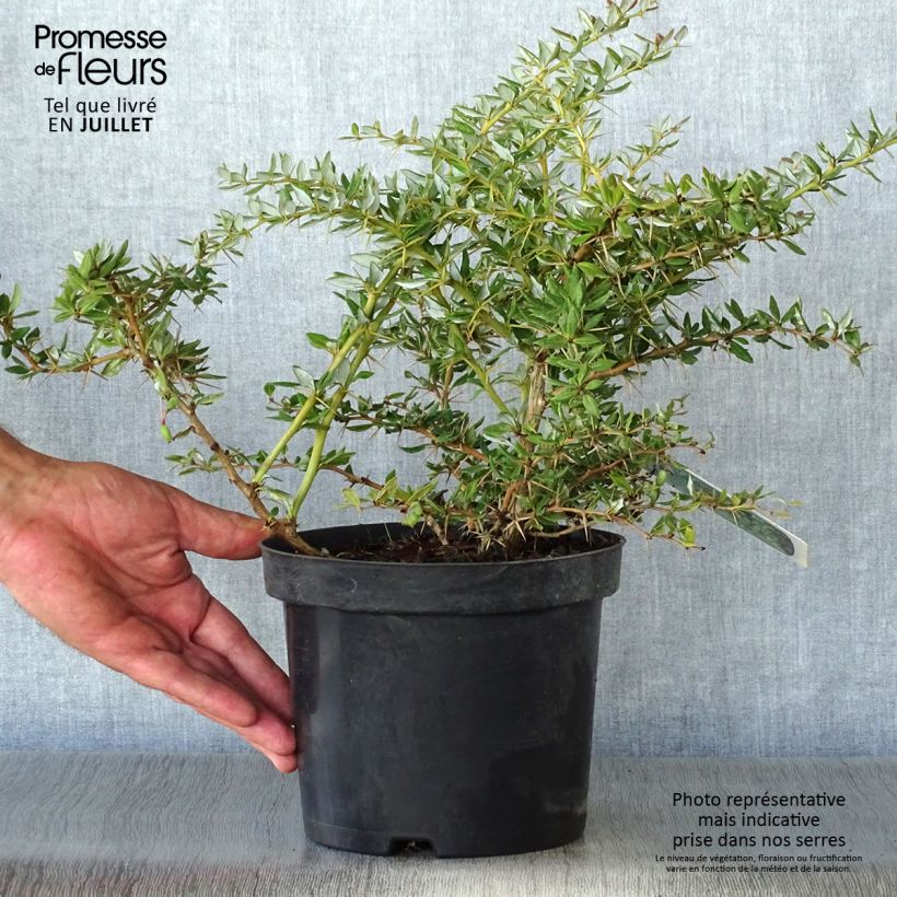 Amostra de Berberis × frikartii Amstelveen Vaso de 2 L/3 L tal como entregue no verão