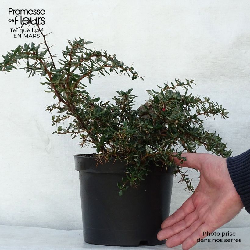 Amostra de Berberis hybrido-gagnepainii Chenaultii - Épine-vinette Vaso de 2 L/3 L tal como entregue na primavera
