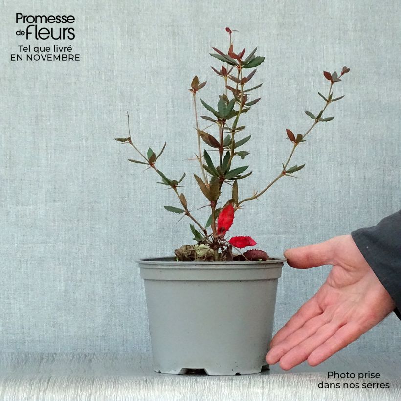 Amostra de Berberis julianae Vaso de 2 L/3 L tal como entregue no outono