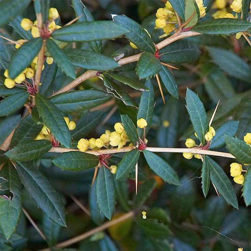 Berberis julianae (Folhagem)