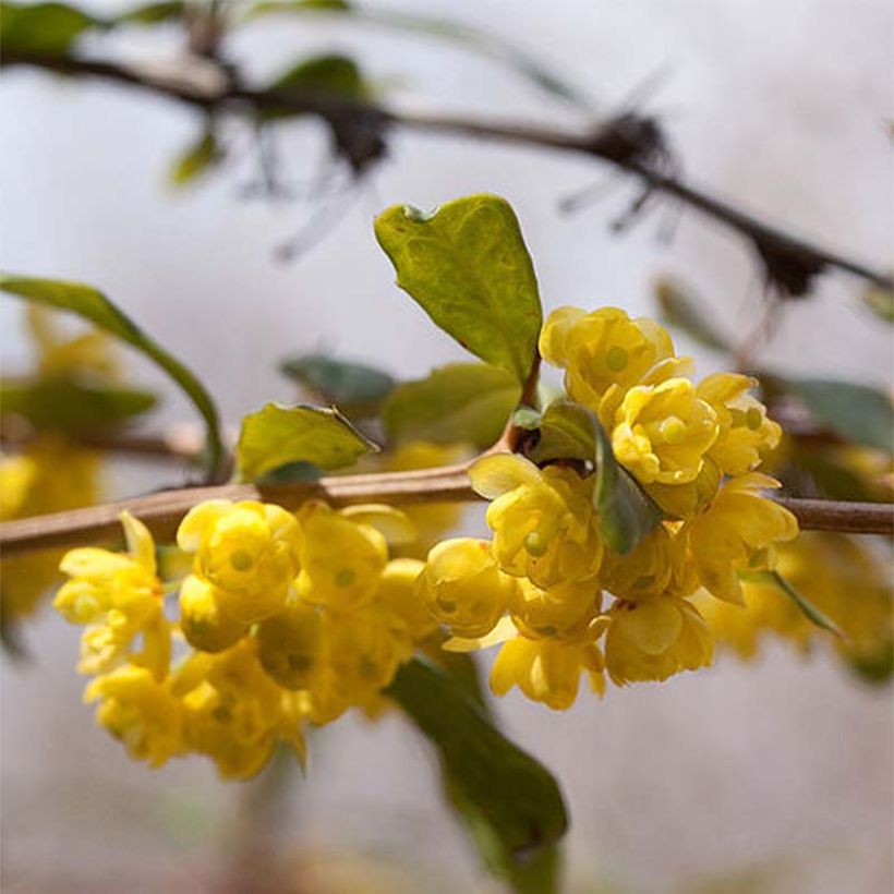 Berberis julianae (Floração)