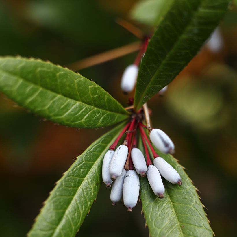 Berberis julianae (Colheita)