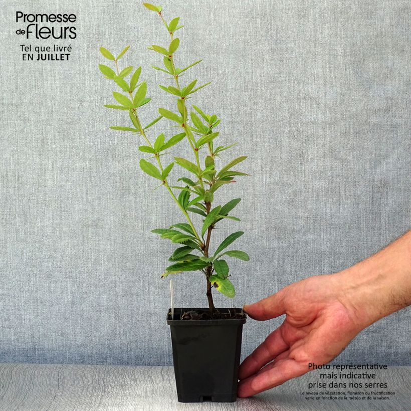 Amostra de Berberis julianae Vaso de 8/9 cm tal como entregue no verão