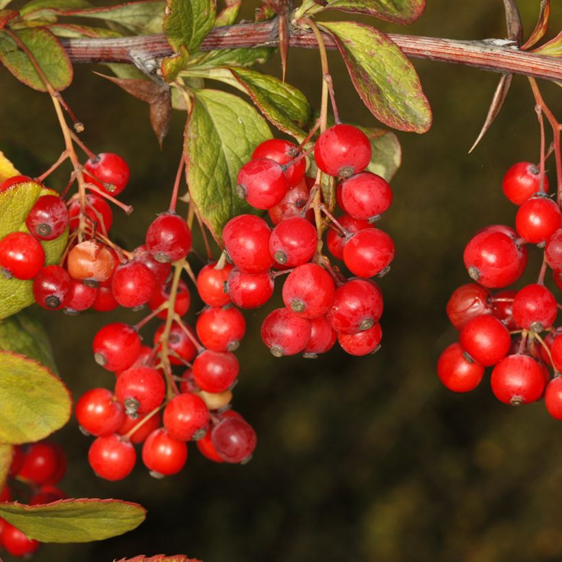 Berberis koreana (Colheita)