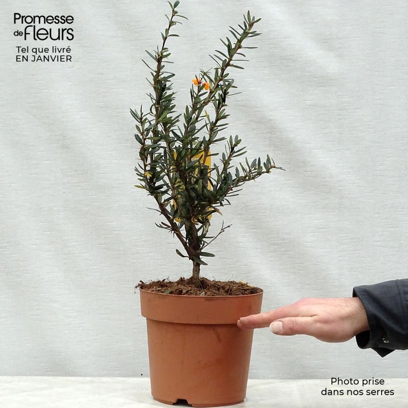 Amostra de Berberis linearifolia Orange King - Epine-vinette Vaso de 3 L/4 L tal como entregue no inverno