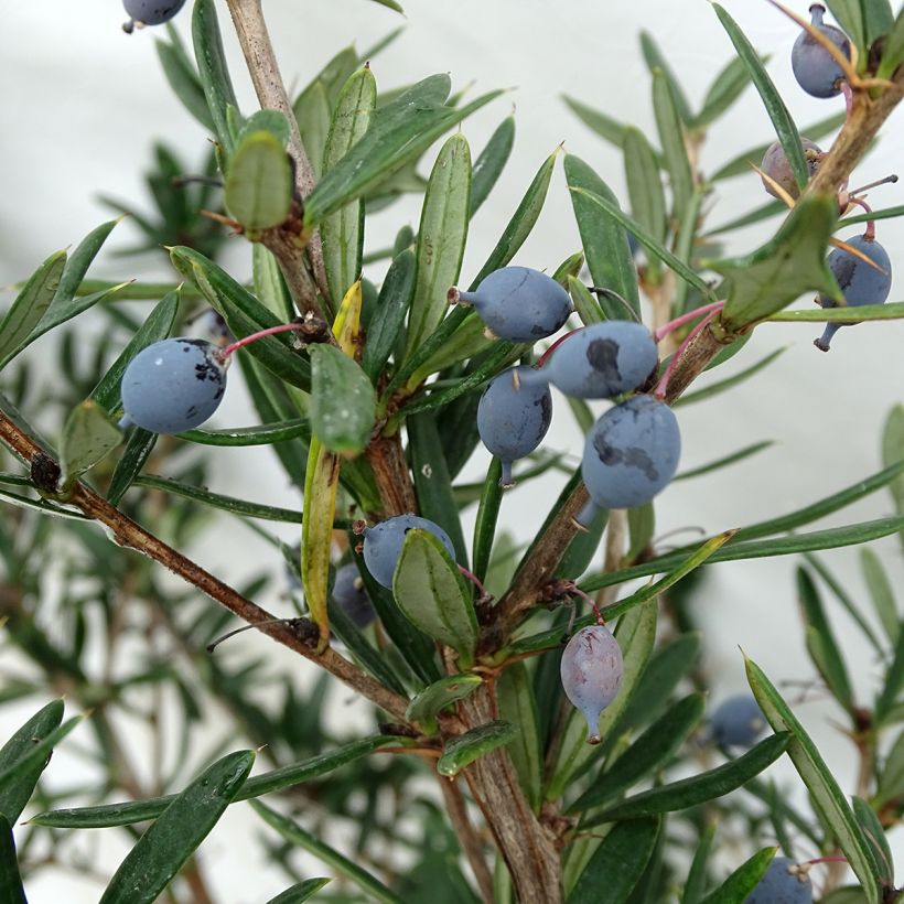 Berberis linearifolia Orange King (Colheita)