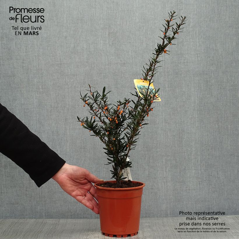 Amostra de Berberis linearifolia Orange King Vaso de 3 L/4 L tal como entregue na primavera