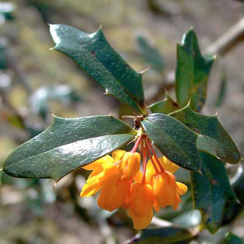 Berberis lologensis Apricot Queen (Folhagem)