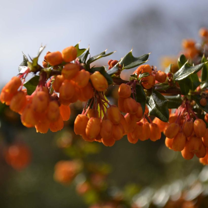 Berberis lologensis Apricot Queen (Floração)
