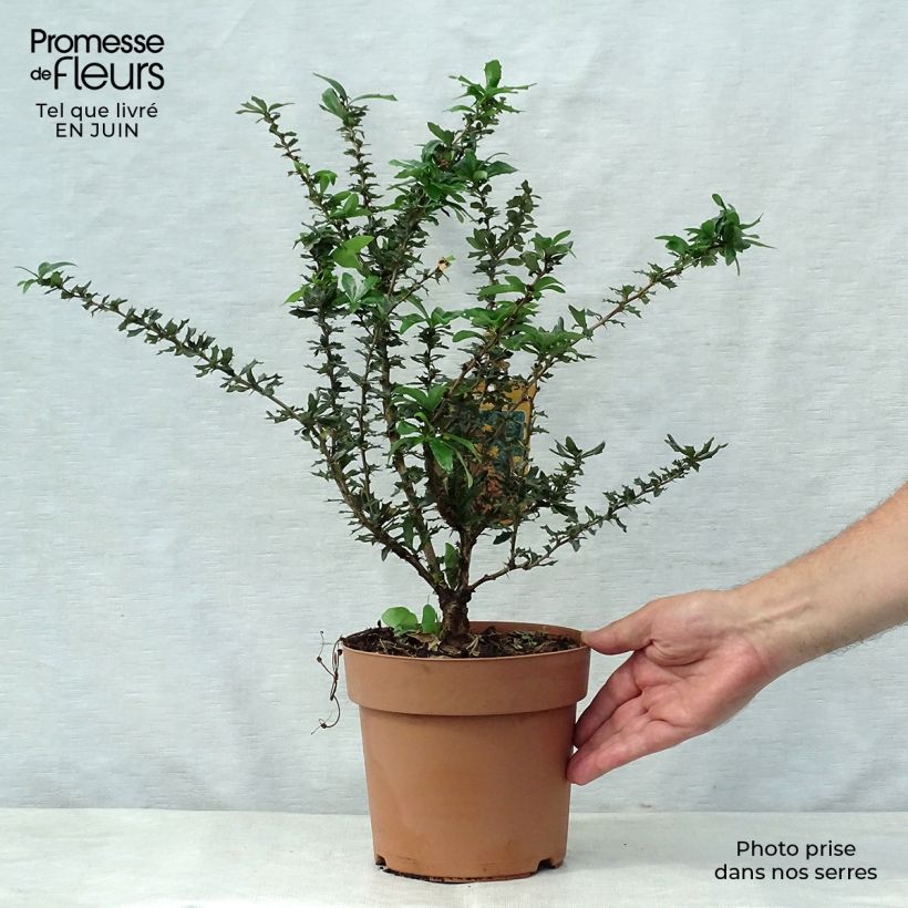 Amostra de Berberis lologensis Apricot Queen Vaso de 2 L/3 L tal como entregue no verão