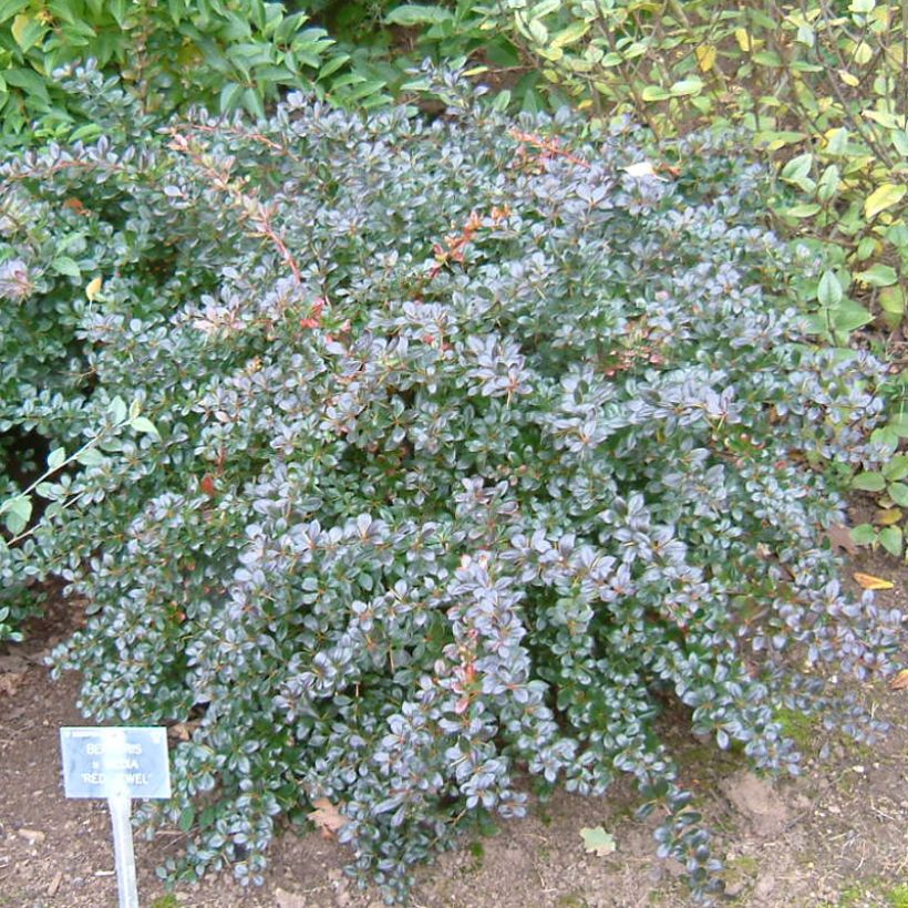 Berberis × media Red Jewel (Hábito)