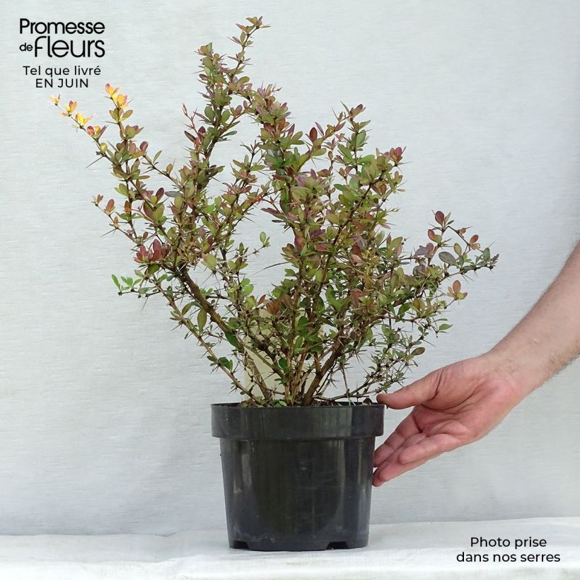 Amostra de Berberis × media Red Jewel Vaso de 3 L/4 L tal como entregue no verão