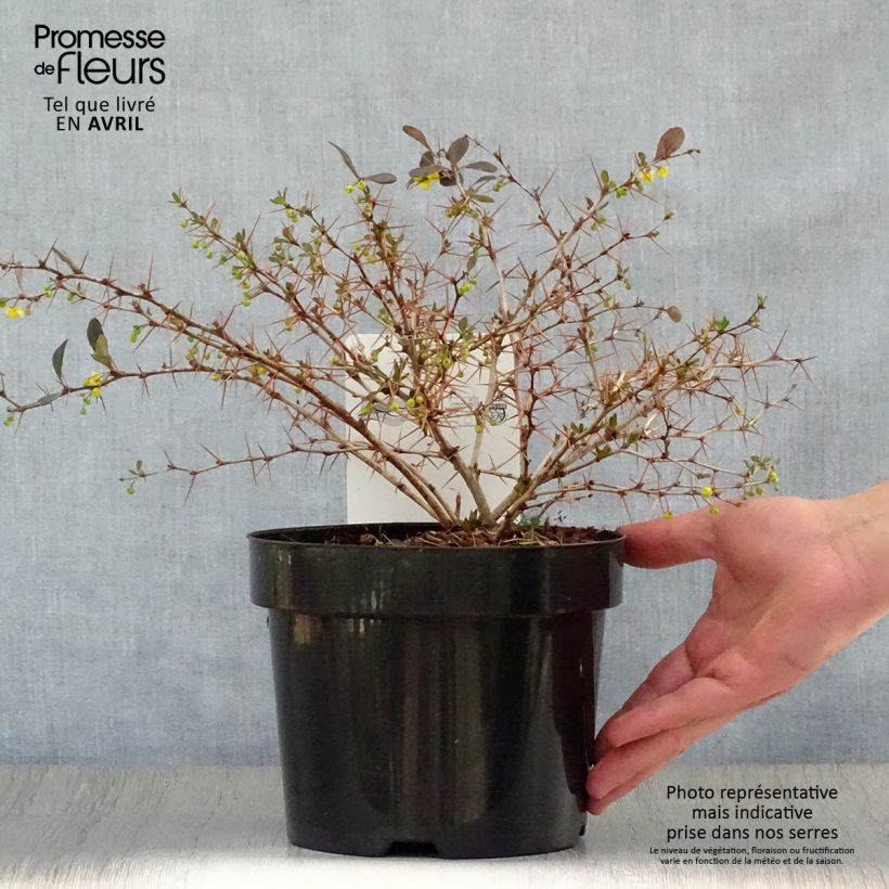 Amostra de Berberis × media Red Jewel Vaso de 3 L/4 L tal como entregue na primavera