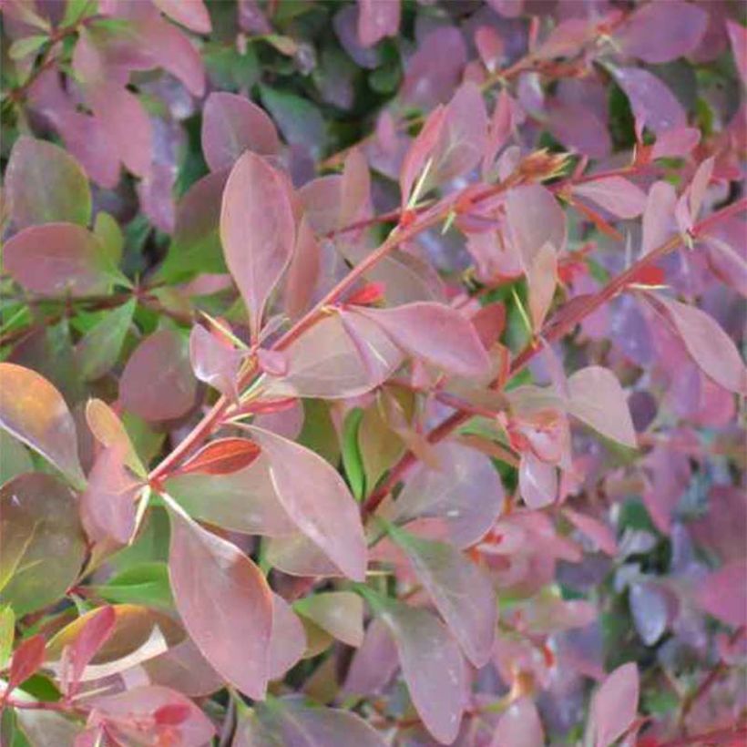 Berberis ottawensis Auricoma (Folhagem)