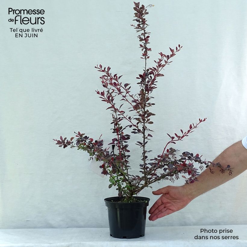 Amostra de Berberis ottawensis Auricoma Vaso de 3 L/4 L tal como entregue no verão