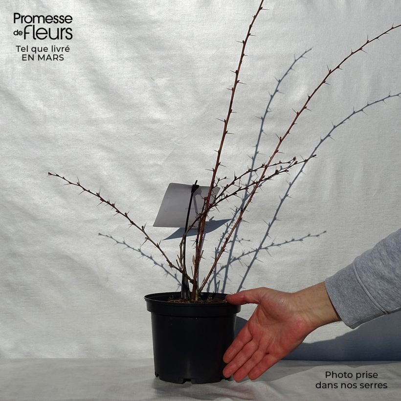 Amostra de Berberis ottawensis Auricoma Vaso de 3 L/4 L tal como entregue na primavera