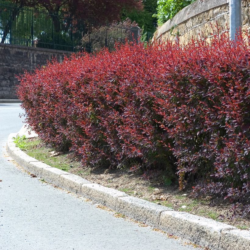 Berberis ottawensis Auricoma (Hábito)