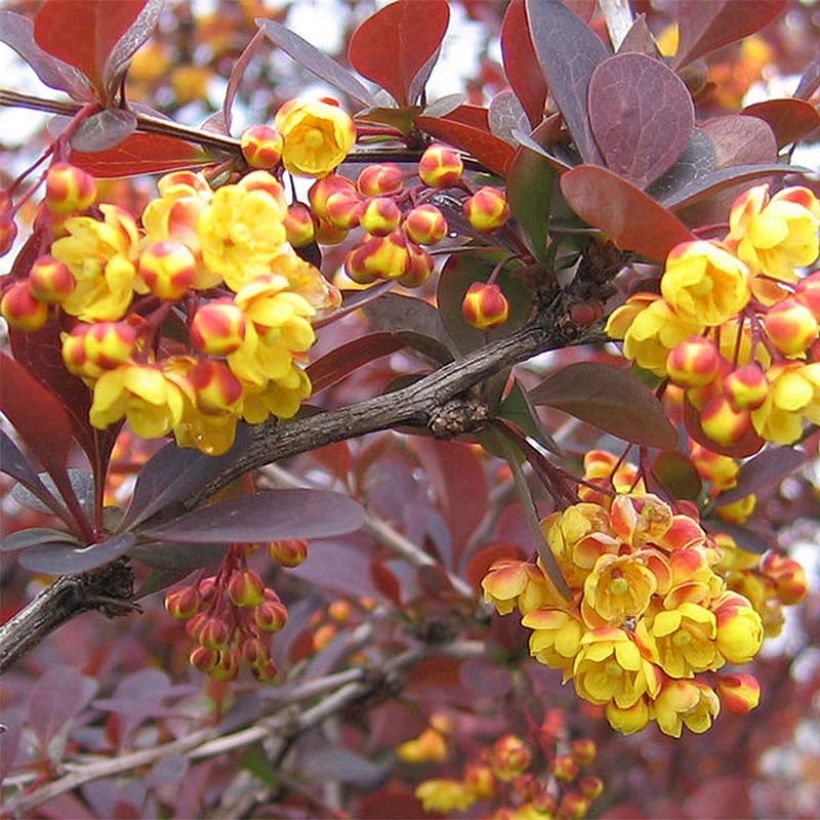 Berberis ottawensis Superba (Floração)