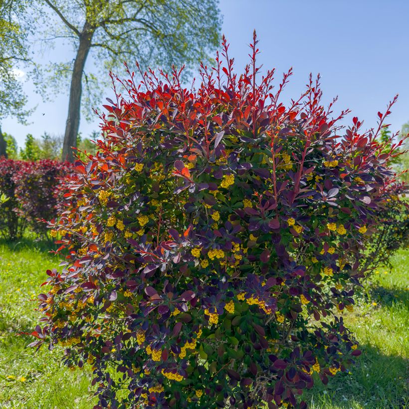 Berberis ottawensis Superba (Hábito)