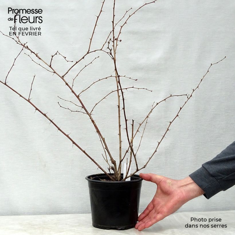 Amostra de Berberis ottawensis Superba Vaso de 3 L/4 L tal como entregue no inverno