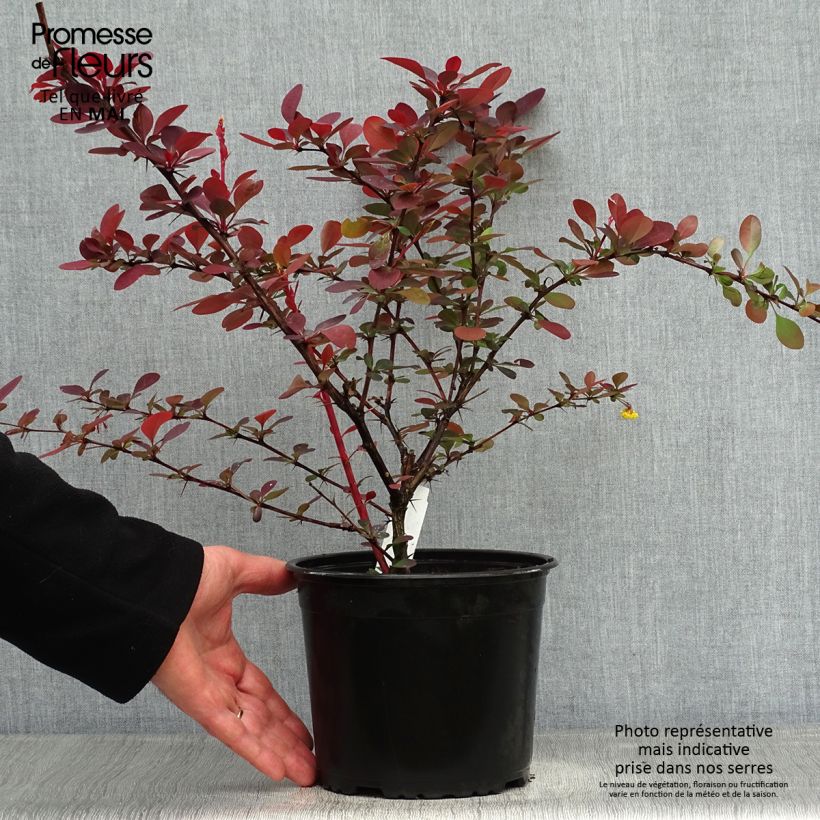 Amostra de Berberis ottawensis Superba Vaso de 3 L/4 L tal como entregue na primavera
