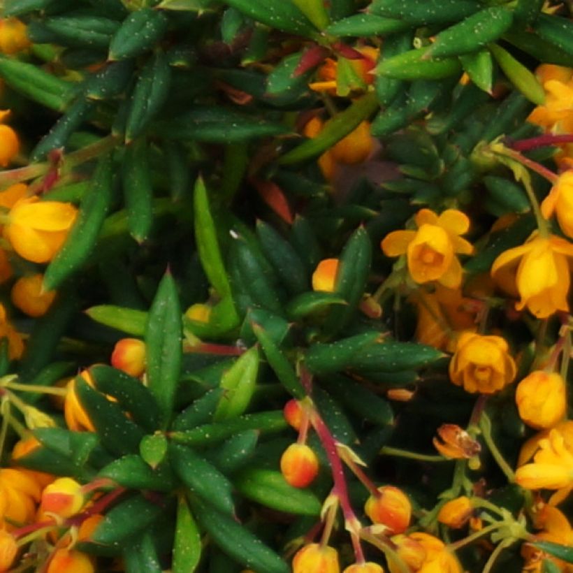 Berberis stenophylla Corallina Compacta (Folhagem)