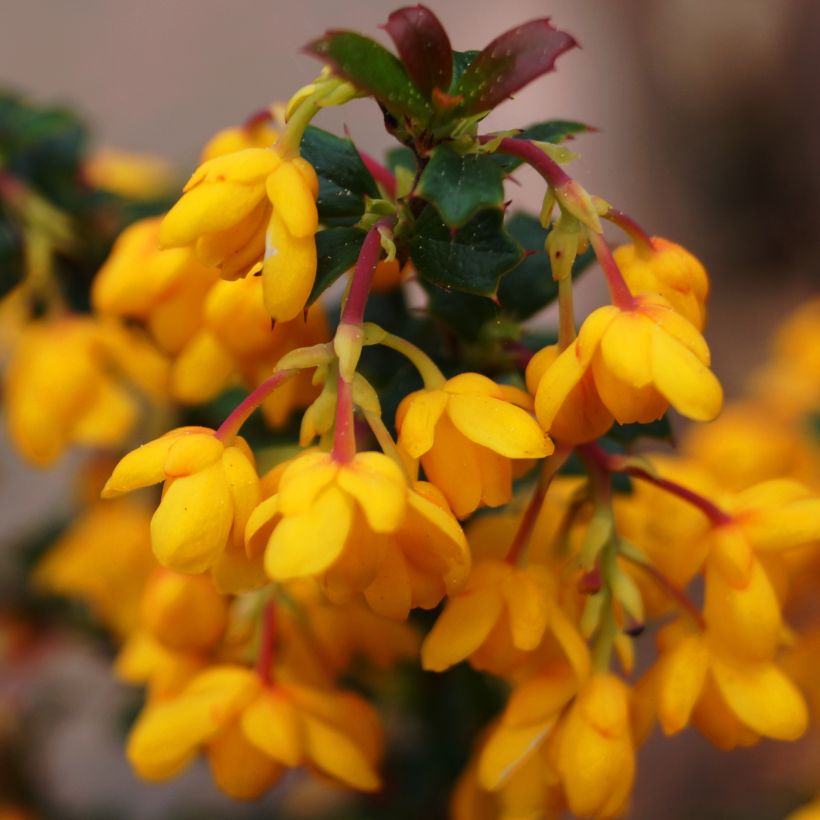 Berberis stenophylla Corallina Compacta (Floração)