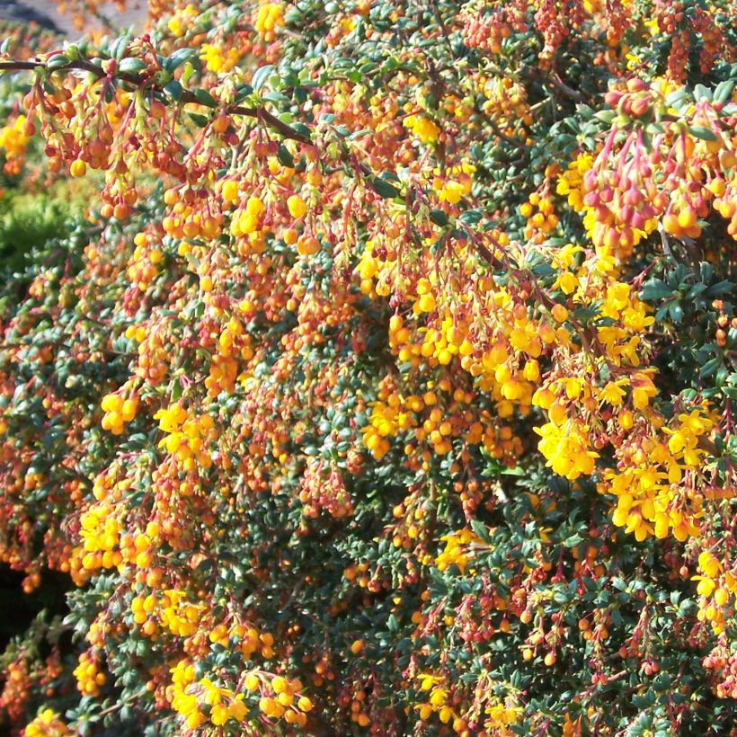Berberis stenophylla Corallina Compacta (Hábito)