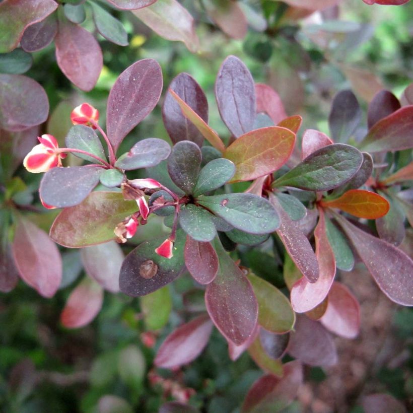 Berberis thunbergii (Folhagem)
