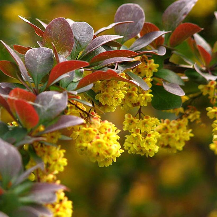 Berberis thunbergii (Floração)
