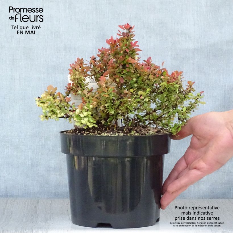 Amostra de Berberis thunbergii Admiration Vaso de 2 L/3 L tal como entregue na primavera